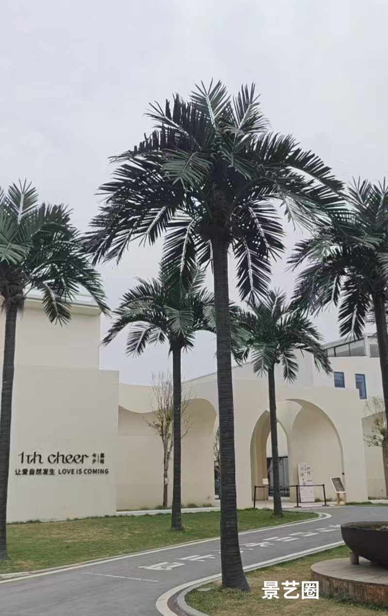热带景观树大型玻璃钢仿真椰子树实拍案例第26张