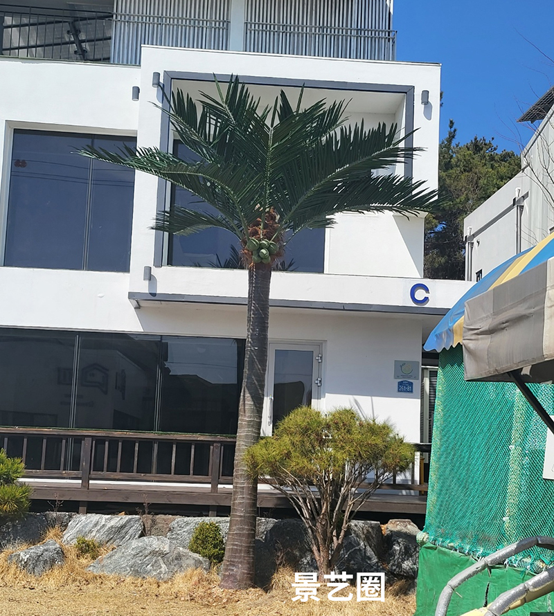 热带景观树大型玻璃钢仿真椰子树实拍案例第31张