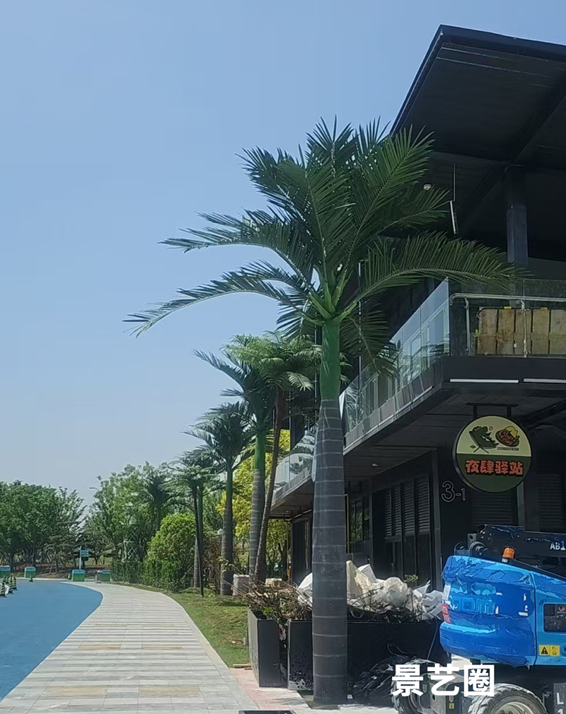 热带景观树仿真大王椰实拍案例展示第4张