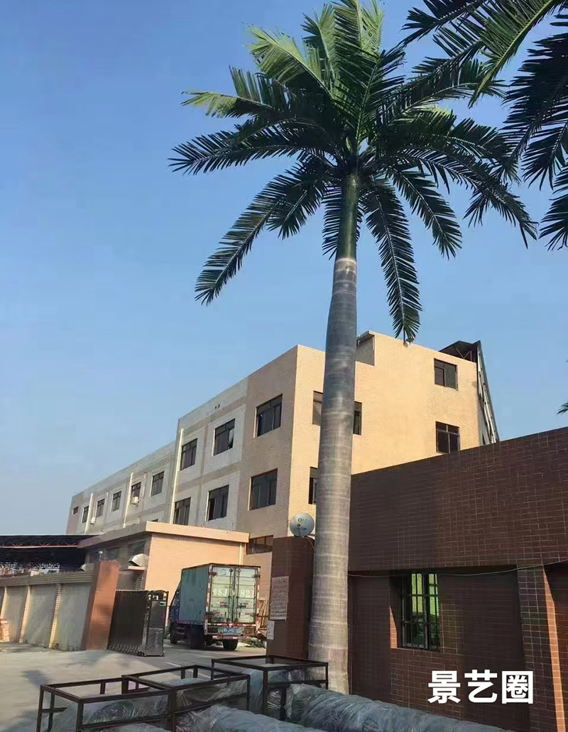 热带景观树仿真大王椰实拍案例展示第3张