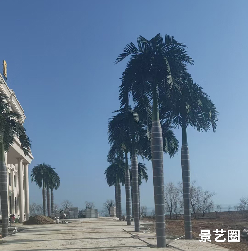 热带景观树仿真大王椰实拍案例展示第2张