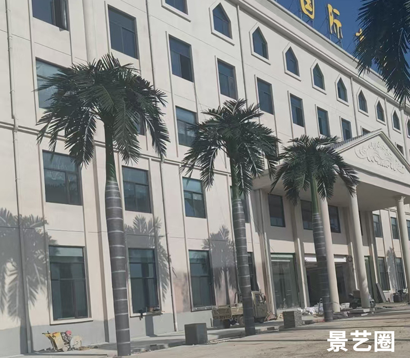 热带景观树仿真大王椰实拍案例展示第1张