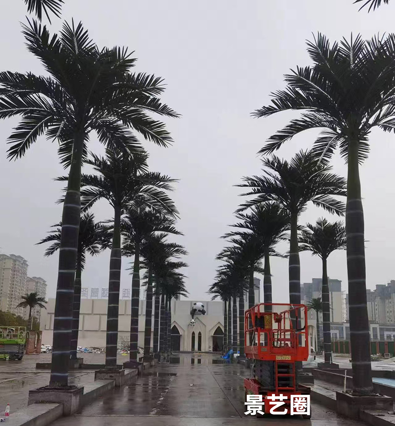 热带景观树仿真大王椰实拍案例展示第5张